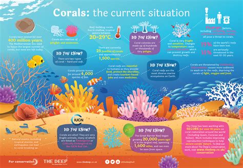 49 results coral  Coral reef organisms may adapt, acclimate or disperse to mitigate the impacts of climate change (Hoegh‐Guldberg, 2014; see Figure 1)